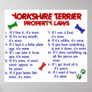 Search for yorkshire terrier posters Dog