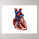 Search for circulatory system posters Blue