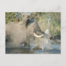 Search for botswana postcards Nature