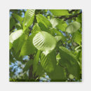 Search for birch tree magnets Leaves