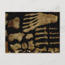 Search for fabricius Bone
