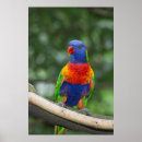 Search for rainbow lorikeet art Trichoglossus haematodus