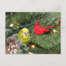 Search for parakeet christmas cards Budgie