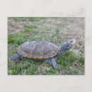 Search for terrapin postcards Animal
