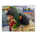 Search for parrot gifts Cute