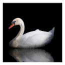 Search for black swan posters White