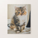 Search for calico cats puzzles Pet