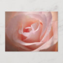 Search for rose macro postcards Pink
