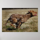 Search for muscular posters Canine