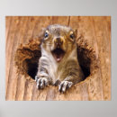 Search for squirrel meme Patriotic