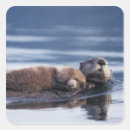 Search for baby otter stickers Wildlife