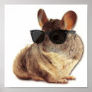 Search for chinchilla posters Funny