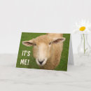 Search for ewe photography Sheep