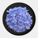 Search for blue hydrangeas magnets Nature