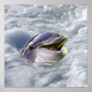 Search for dolphin posters Happy