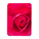 Search for rose bloom magnets Floral