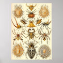 Search for haeckels posters Arachnida