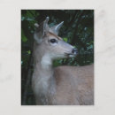 Search for bucking postcards Boy