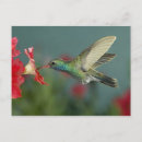 Search for nectar postcards Flight