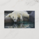 Search for bears photography Wild animals