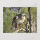 Search for hawking postcards Falconry