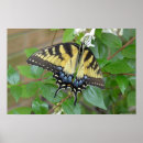 Search for swallowtail posters Eastern