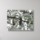 Search for pine trees canvas prints Nature