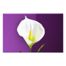 Search for cala art White