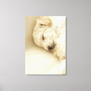 Search for poodle canvas prints Indoors