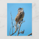 Search for white crown postcards Wildlife