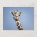 Search for giraffe looking postcards Nature