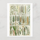 Search for grass postcards Vintage