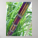 Search for cane posters Sugar