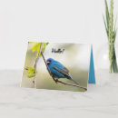Search for oriole cards invites Wildlife