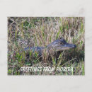 Search for swamp photography Reptile