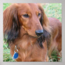 Search for long haired dachshund gifts Daschund
