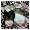 Search for ferret art posters Wildlife