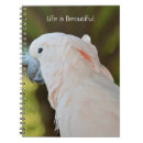 Search for parrots photography Bird