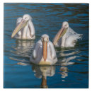 Search for pelican tiles Wildlife