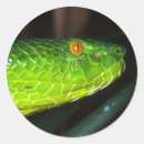 Search for viper stickers Reptile