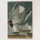 Search for gull puzzles Bird