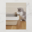 Search for littering postcards Animal