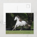 Search for andalucian Dapple grey