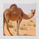 Search for camels invitations Wildlife