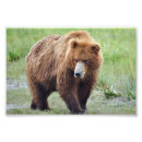 Search for 4x6 posters Bear