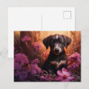 Search for gentle postcards Soft