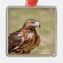 Search for red tail hawk christmas tree decorations Avian
