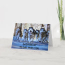Search for dash in cards Sled dogs