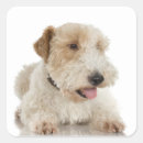 Search for wheaten stickers Animal