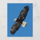 Search for bald eagle pics cards Eagles